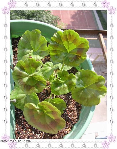 ��hoho���������ﲥ������P5���¸��£�