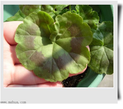 ��hoho���������ﲥ������P5���¸��£�