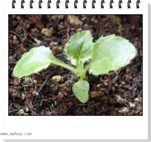 ��hoho���������ﲥ������P7������ƴ�ţ�����ˣ���