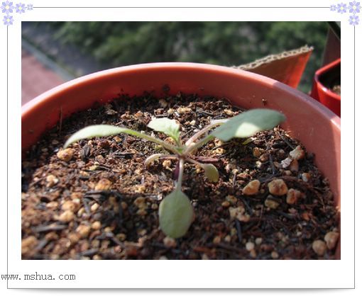 ��hoho���������ﲥ������P7������ƴ�ţ�����ˣ���