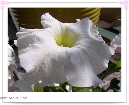 ��hoho���������ﲥ������P7������ƴ�ţ�����ˣ���