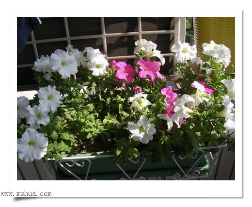 ��hoho���������ﲥ������P7������ƴ�ţ�����ˣ���