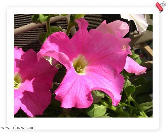 ��hoho���������ﲥ������P7������ƴ�ţ�����ˣ���