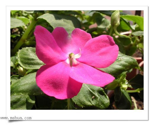 ��hoho���������ﲥ������P7������ƴ�ţ�����ˣ���