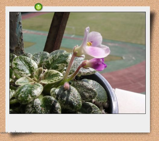 [����]Rachel������С�ǣ�P22���������»����ܣ�