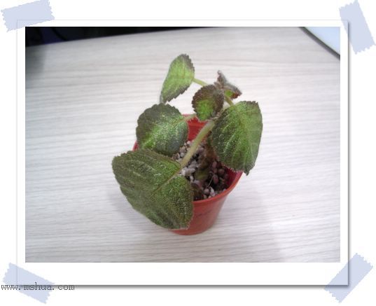 [����]Rachel������С�ǣ�P22���������»����ܣ�