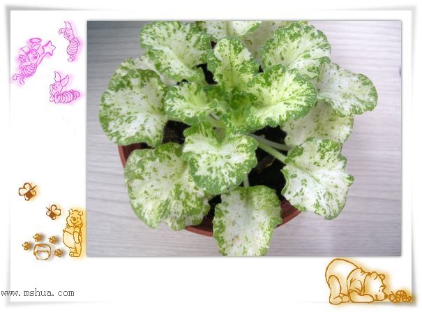 [����]Rachel������С�ǣ�P22���������»����ܣ�