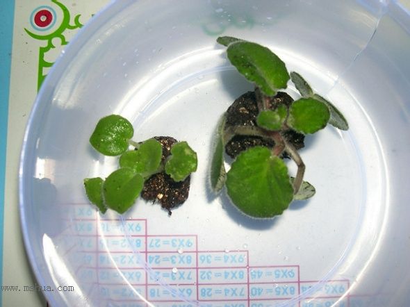 �Ҽҵ�����RachelMM�����Ź������յ��ˣ�