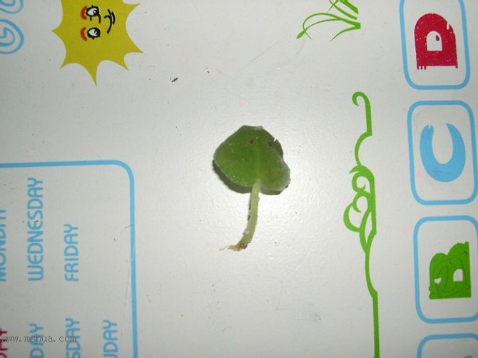 �Ҽҵ�����RachelMM�����Ź������յ��ˣ�