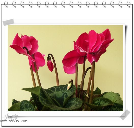 ���¼���,�����Ŷ