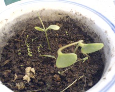 �����յ��˶�֦��Ҷ����,