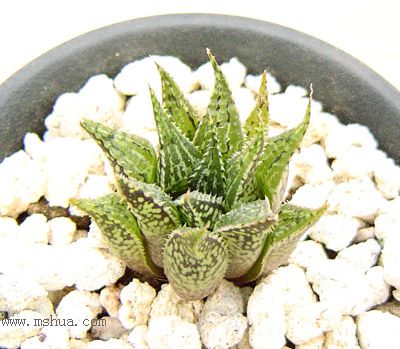 H.mirabilis var. paradoxa
