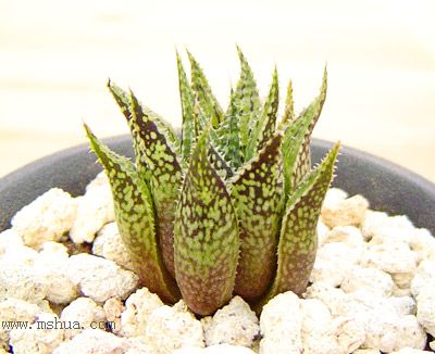 H.mirabilis var. paradoxa