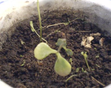 �����յ��˶�֦��Ҷ����,