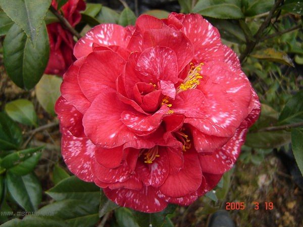 [ת��]�۲�԰