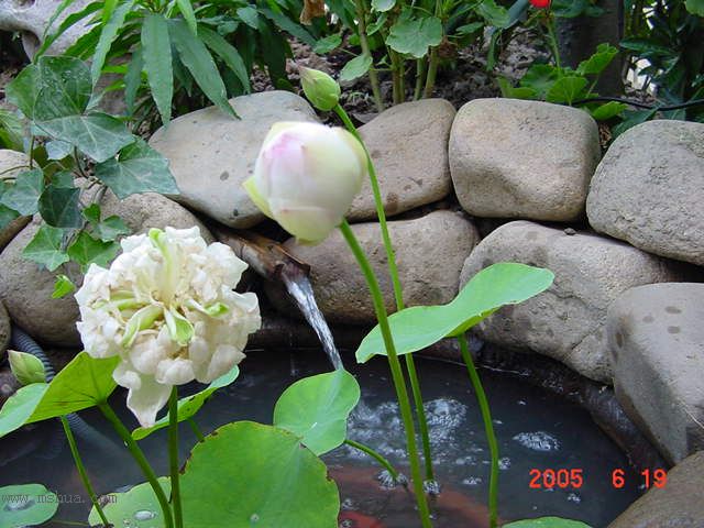 ����СԺ-P1�ھ���ˮ