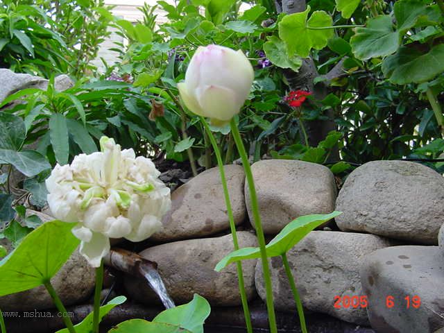 ����СԺ-P1�ھ���ˮ