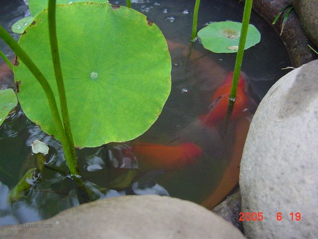 ����СԺ-P1�ھ���ˮ