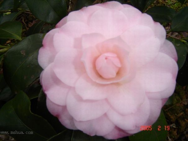 [ת��]�۲�԰