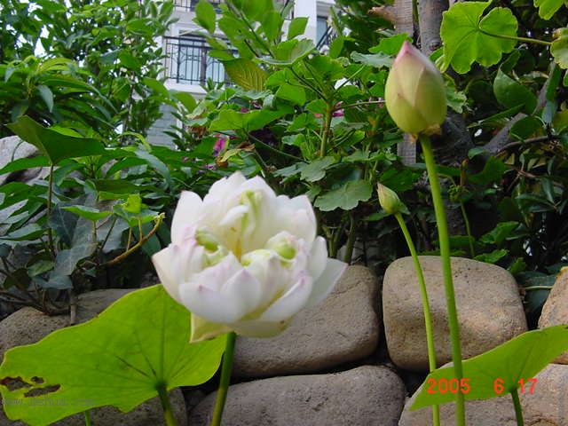 ����СԺ-P1�ھ���ˮ