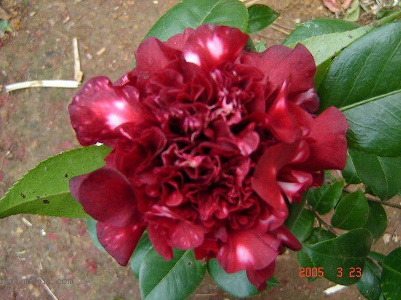 [ת��]�۲�԰