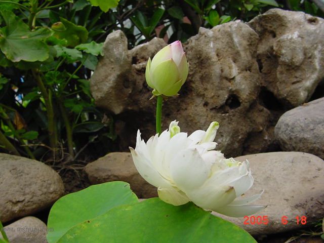 ����СԺ-P1�ھ���ˮ