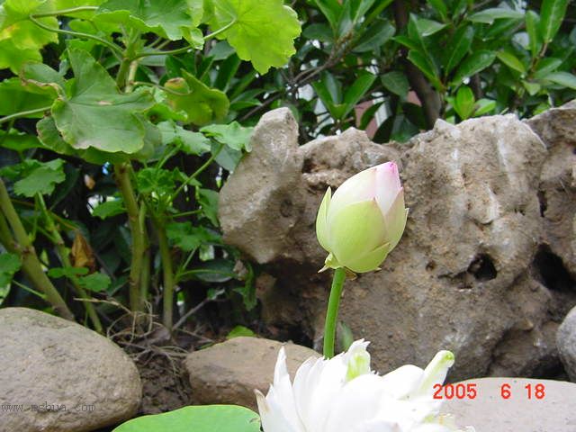 ����СԺ-P1�ھ���ˮ