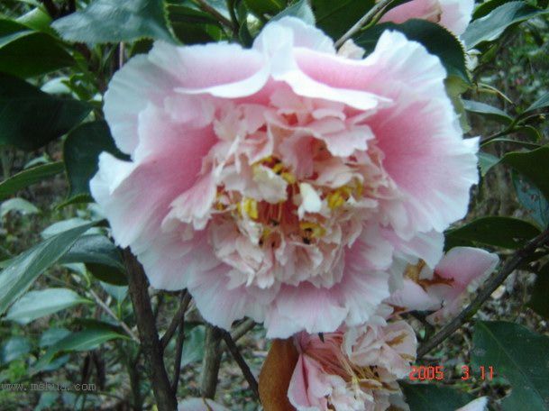 [ת��]�۲�԰