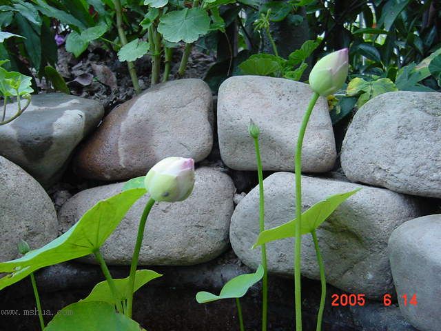 ����СԺ-P1�ھ���ˮ