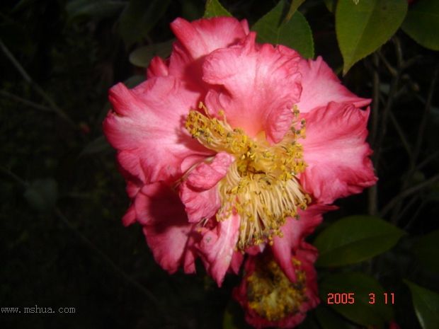 [ת��]�۲�԰