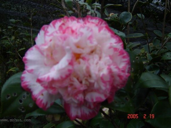 [ת��]�۲�԰