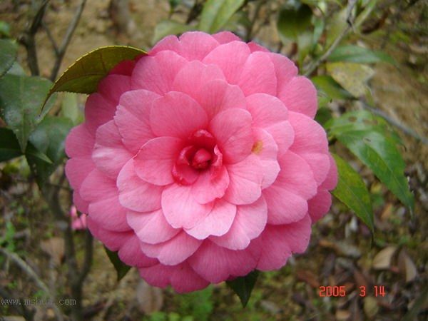 [ת��]�۲�԰