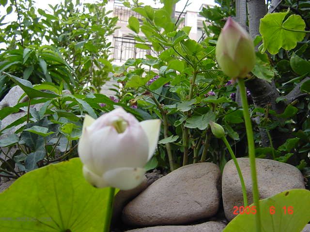 ����СԺ-P1�ھ���ˮ