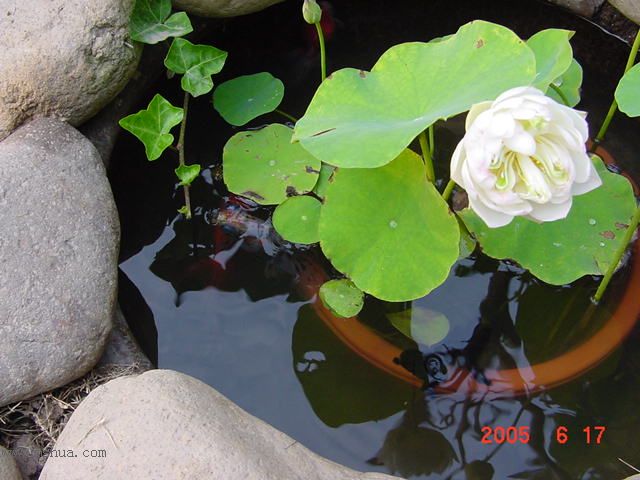 ����СԺ-P1�ھ���ˮ