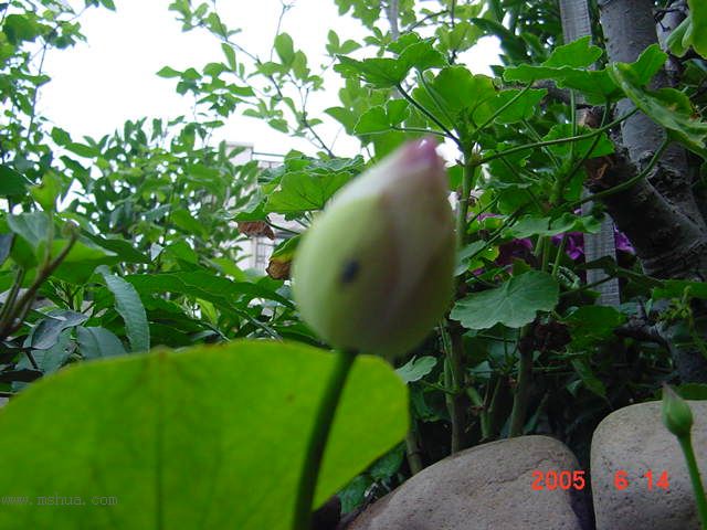 ����СԺ-P1�ھ���ˮ