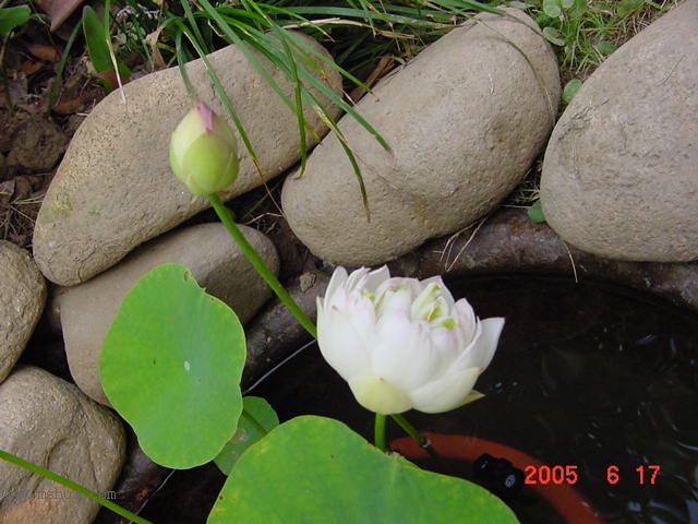 ����СԺ-P1�ھ���ˮ