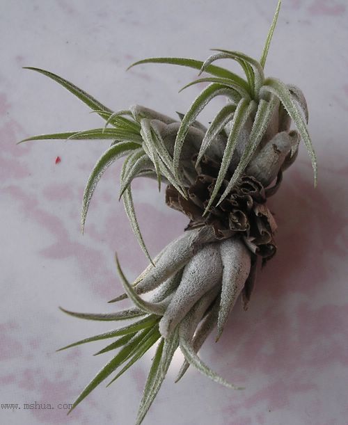 [����]Kee������������ֱ�һ�����ֺ͹���