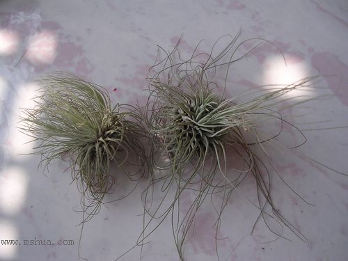 [����]Kee������������ֱ�һ�����ֺ͹���