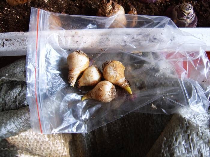 �����ŵ�����