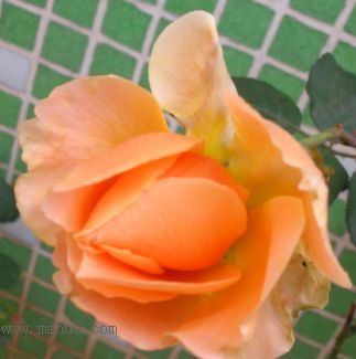 ��Ҳ���ϼ����¼�ͼ