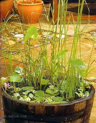 ����СԺ����P6 DIYͥԺˮ��