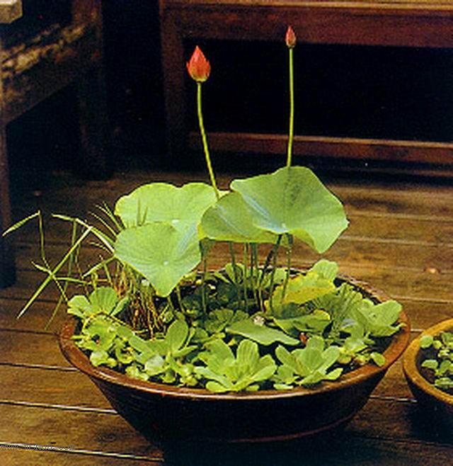 ����СԺ����P6 DIYͥԺˮ��