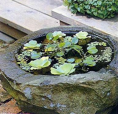 ����СԺ����P6 DIYͥԺˮ��