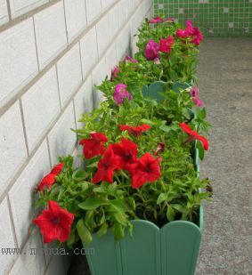 ��hoho���������ﲥ������P7������ƴ�ţ�����ˣ���