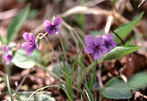 ������Щ���㶼�ܽг�������