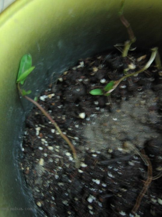 ˭�ֵĲ�֦ĵ����������