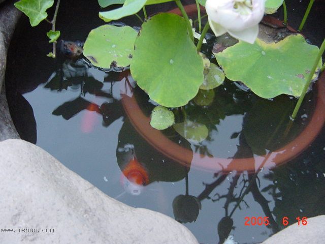 ����СԺ-P1�ھ���ˮ