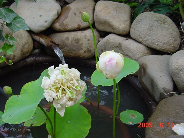 ����СԺ-P1�ھ���ˮ