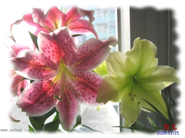 ˯�ѵ�����P10�̻��컨һ�𿪣�