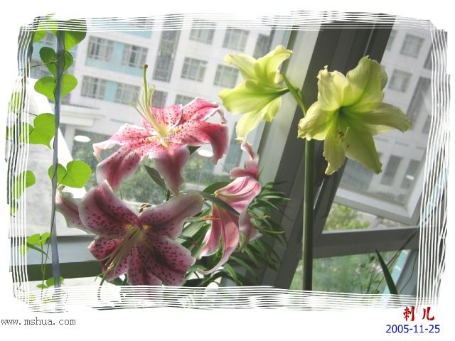 ˯�ѵ�����P10�̻��컨һ�𿪣�